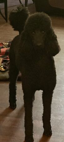 Kotus